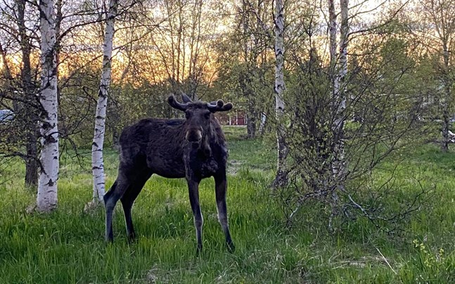 Den här älgen strövade runt på Replot i nästan en månad. Nu har den avlivats.