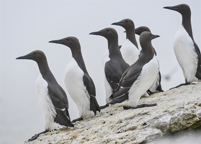 Sillgrisslor trivs på klipphyllor vid havet.