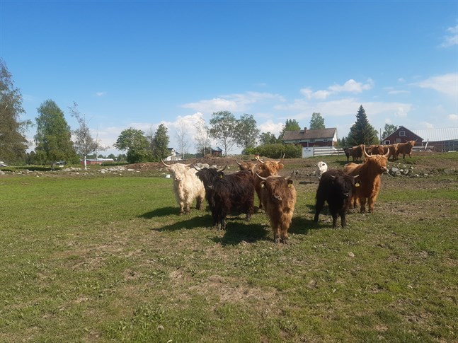 Tolv kor är på rymmen i Pedersöre. Korna på bilden hör till Granberg-Söderbloms gård, men är inte de förrymda korna. Det är elva unga kvigor och en äldre ko som försvunnit.
