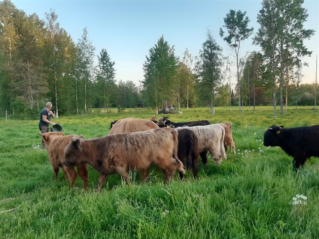 De unga kvigorna och kon är tillbaka i hagen.