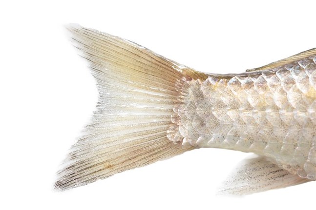 Fisk.