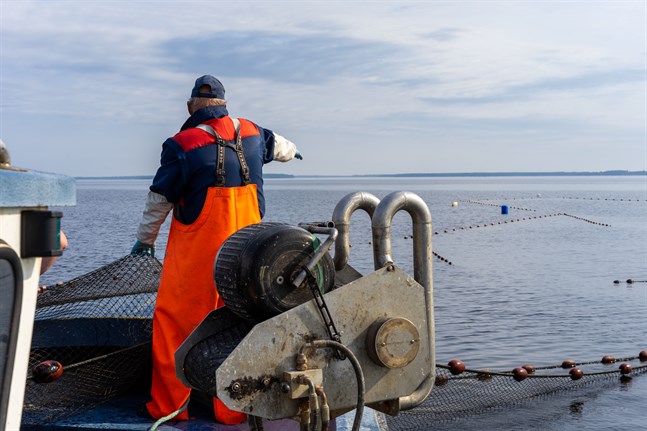 Fiske renar Östersjön. Jonas Harald menar dock att vildfiske tyvärr inte räcker på långa vägar för att täcka efterfrågan.