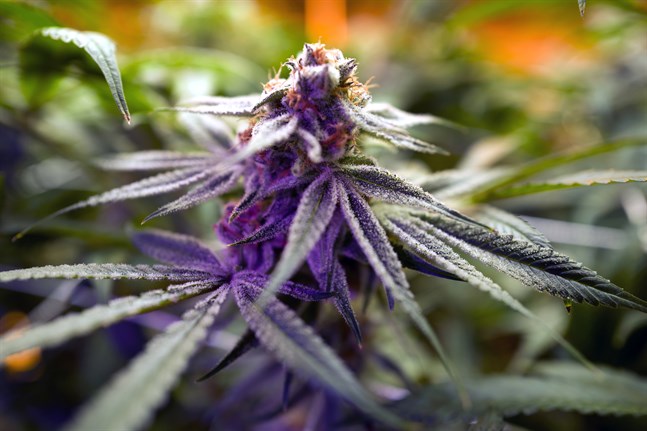 Den cannabis som säljs i dag är betydligt starkare än den som såldes för bara några år sedan. Arkivbild.