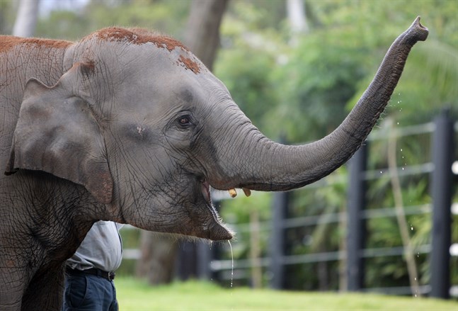 En asiatisk elefant, dock inte den som nämns i texten. Arkivbild.