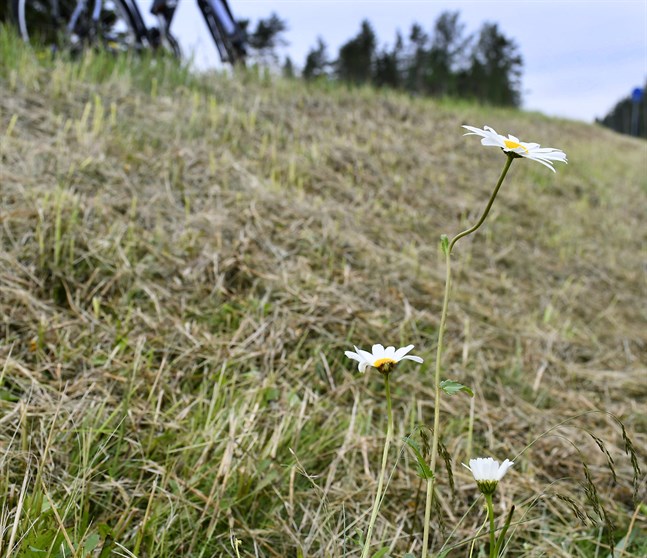 Spåren förskräcker. Efter att statens gossar gjort sitt besök vid begravningsplatsen i Korsnäs fanns inte mycket kvar av det exklusiva beståndet med tusentals blommande prästkragar.