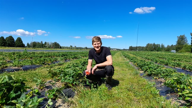 Markus Smeds på Jeriko gård är inte orolig på årets skörd.