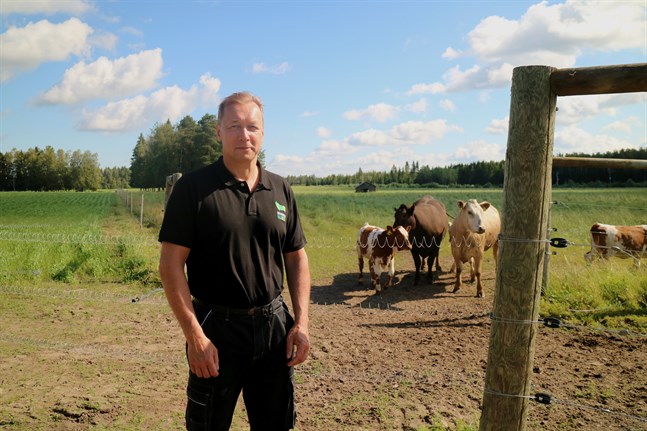 Tomas Nyström började jobba med Träskkulla Ekobeef på heltid för drygt två år sedan.