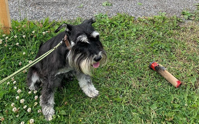 På bilden syns Mikaela Sohlbergs hund och raketen som sprängdes framför hennes bil.
