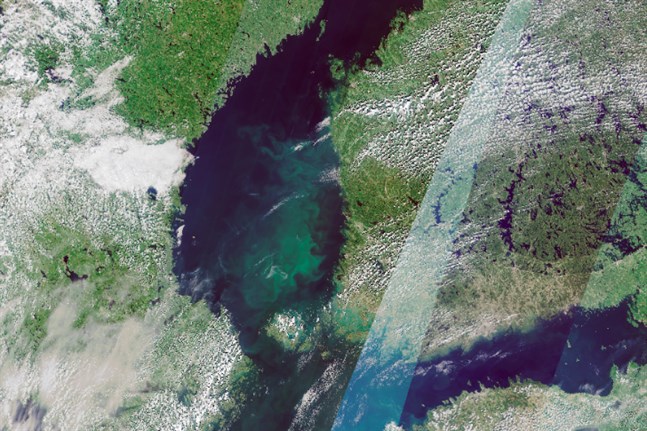 Blågröna alger förekommer i rikliga mängder i Bottenhavet. Satellitbilden är från 13 juli.