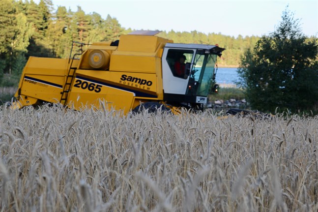 Rågskörden väntas i år uppgå till omkring 70 miljoner kilogram.