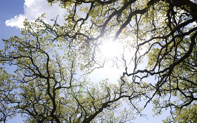 Henrik Ekman älskar naturen, men mest av allt ekar. Särskilt eklandskapet i Bjärka-Säby i Östergötland. Det var där som hans naturintresse redan i barndomen utvecklades och fördjupades. "Jag tror det är viktigt att man redan som barn får möjlighet att skapa en känslomässig relation till naturen", säger han.