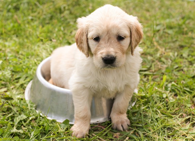 Kom ihåg att inte låta hunden bada i, eller dricka, vatten som innehåller cyanobakterier.