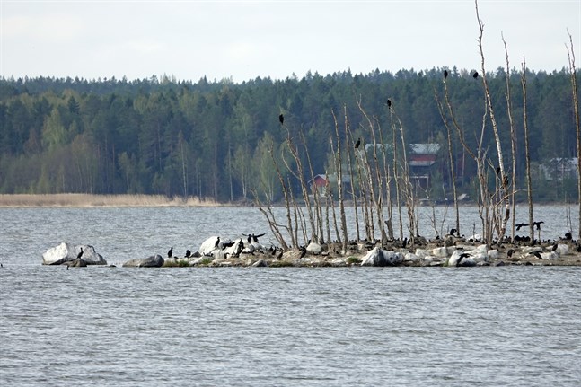 Skarvar på Juckasgrynnan i Vasa i fjol.