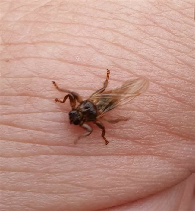 Den här älgflugan fotade Hernberg den 28 juli.