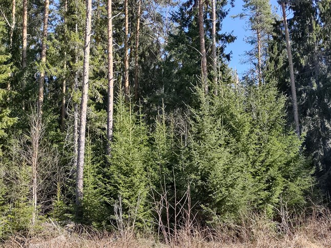 Förutsättningarna för skötsel av olikåldriga bestånd är att det finns utvecklingsdugliga träd i olika åldersklasser men avverkningen blir mycket svårare och dyrare i dessa bestånd, skriver Anders Hjortman.