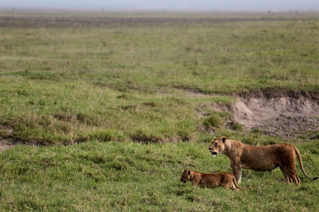 Lejon är en ständig fara för boskap och människor i Ngorongoro. Arkivbild.