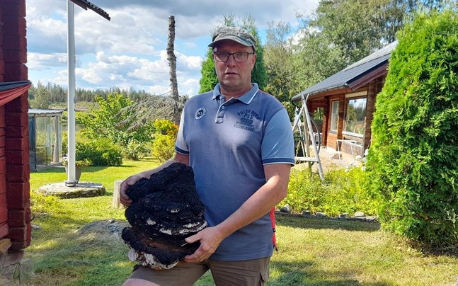 Kai Hjulfors både skördar natuligt växande sprängtickor och odlar egna. Den här tickan har växt på hans mark och väger runt elva kilogram.