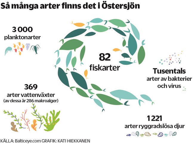 Under ytan i Östersjön finns en mångfald av växter och djur, som tillsammans utgör byggstenarna i havets marina ekosystem.