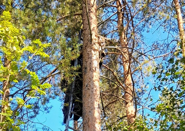 Jamande Yxpilakatt räddas från fem meter högt träd i Yxpila.