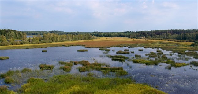 Föreningen Rekijärvis förskönande fortsätter det idoga arbetet med att förbättra vattendragets tillstånd.