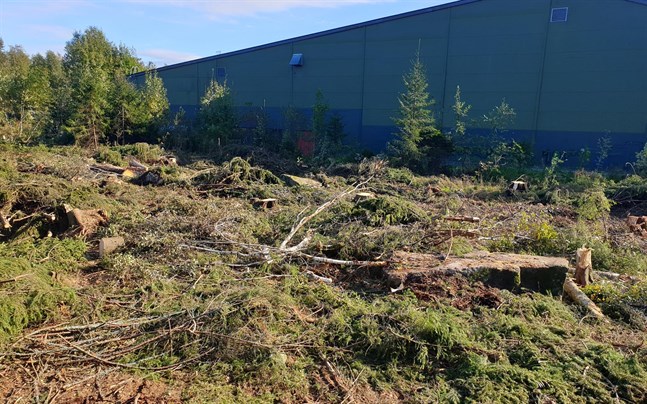 Otaliga träd har röjts undan för att ge plats åt padelhallen.