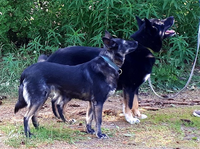 Under hösten kan det vara svårt att få syn på en hund i skymningen eller mörkret om den inte bär reflex eller lampa. Hundar med svart eller mörk päls är minst synliga, enligt Djurförsäkringsbolaget Agria.
