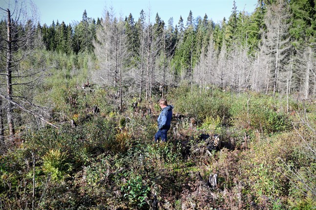 Johan Nynäs går genom ett landskap där träd som smakat på elden får sällskap av allt mer hallonbuskar och björksly.