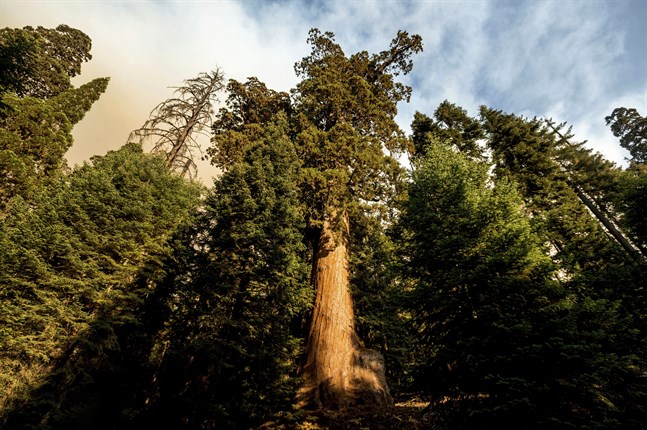 Brandrök nära ett jättelikt redwoodträd i nationalparken Sequoia National Forest i Kalifornien.