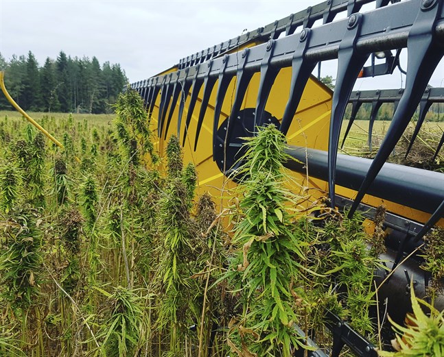 Odling av fiber- och oljehampa ska inte blandas ihop med diskussionen om cannabis för rekreationsbruk, anser producentorganisationen Hyötyhamppuyhdistys.