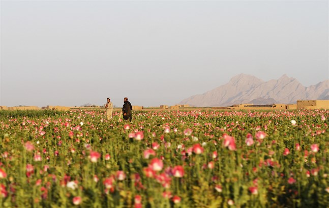 Odling av opiumvallmo i Kandahar. Arkivbild.