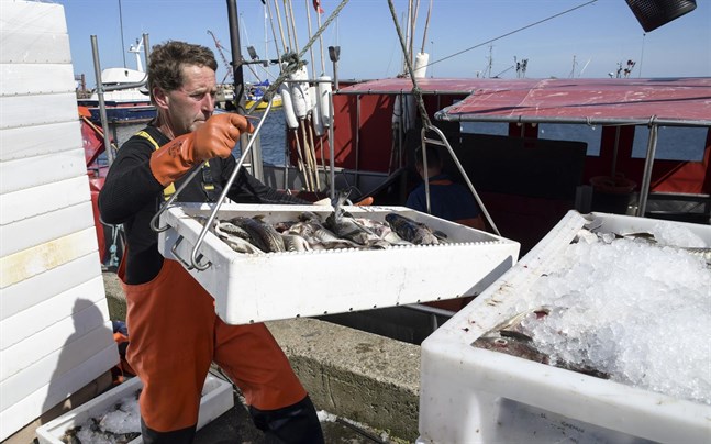Fisk lossas från en fiskebåt.