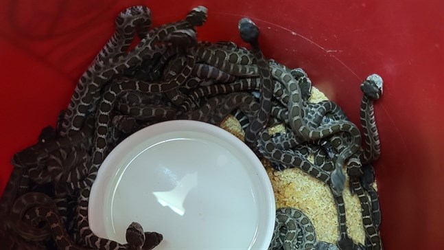 Några av de giftiga skallerormar som reptilskötaren Al Wolf hittade under ett hus i Santa Rosa.