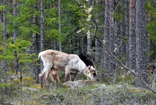 Den här skogsrenen släpptes ut i frihet i slutet av juni 2020. Hon är den första honan som blivit dräktig utanför den anpassningsinhägnad som finns på området. Kalven föddes denna vår.