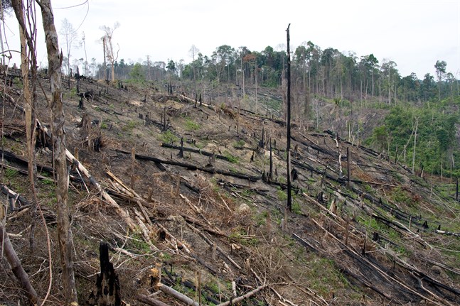 Skövlad regnskog på Sumatra. Arkivbild.