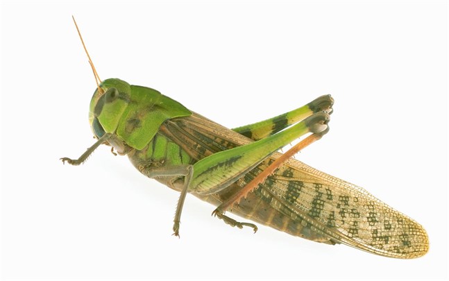 Locusta Migratoria, eller europeisk vandringsgräshoppa.