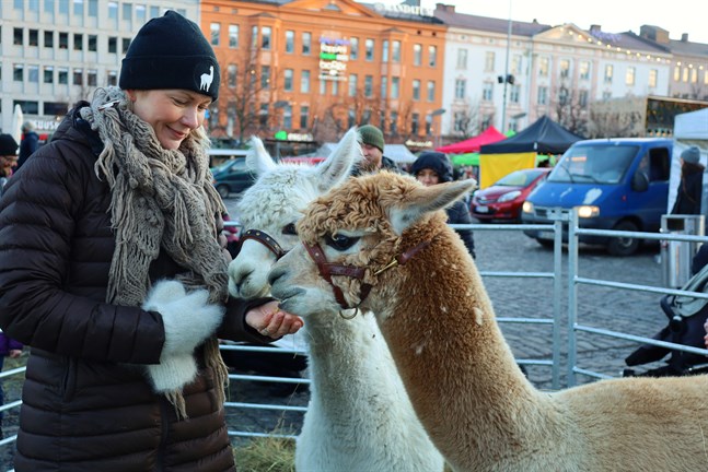 Anna Salmi från Aava Kertun Kotitila med alpackorna Spray och Baldur.