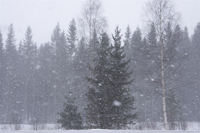 På vissa orter i Lappland har det redan kommit nästan en halv meter snö. Arkivbild.