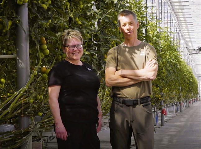 Höga elpriser för med sig extremt höga kostnader för växthusodlare. Grönsaksodlarna Marika och Stig-Erik Vikars i Närpes följer dagligen med hur elpriserna utvecklas.
