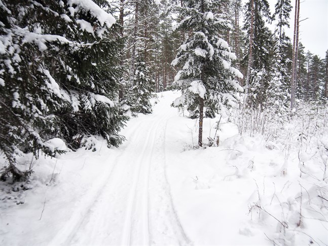 Utflyktsspåret till Storforsen från Köukarberget.