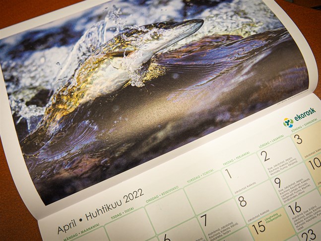 Aprilgäddan. Såka Fotografiska Sällskap illustrerar Ekoroskkalendern 2022. Jan Björk har fångat denna österbottniska gädda på bild.