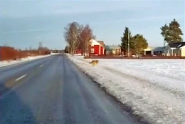 Det här är den andra av två vargar som sprang över Vasavägen på lördagen.