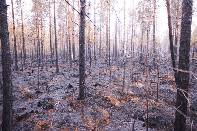 Så här såg det ut efter skogsbranden i Kalajoki 2021. Stora mängder virke blir odugligt och när det glödde i marken skadades också rötterna vilket ökade risken för att träd skulle rasa.