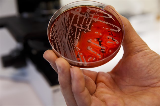 Antibiotikaresistenta bakterier i ett laboratorium. Arkivbild