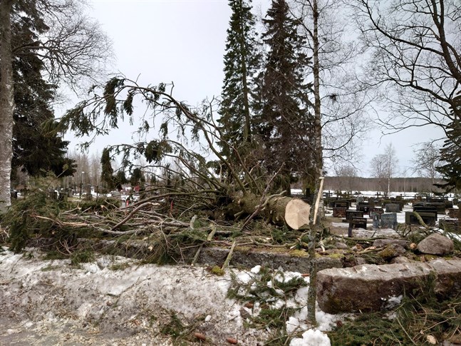 En stor gran blåste omkull vid Munsala gravgård.