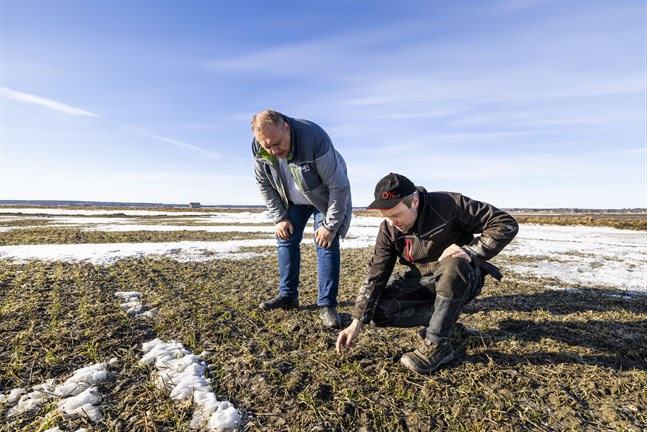 David Köping och Bjarne Mara granskar sina åkermarker på Söderfjärden. De är båda bekymrade över vissa människors okunskap om allemansrätten.