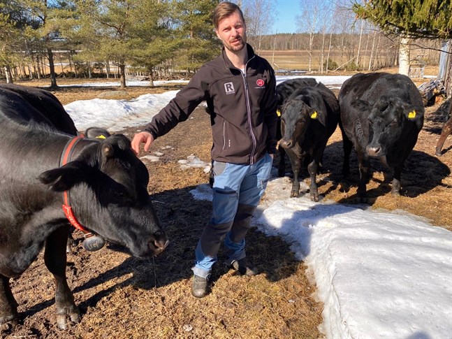 I dag räknar John Häger tio nötdjur av wagyukorsningar på sin ranch och fyra dräktiga kossor som väntas kalva senare i år. Men det är fortfarande en hobby och ska så förbli för mjölkbonden Häger.