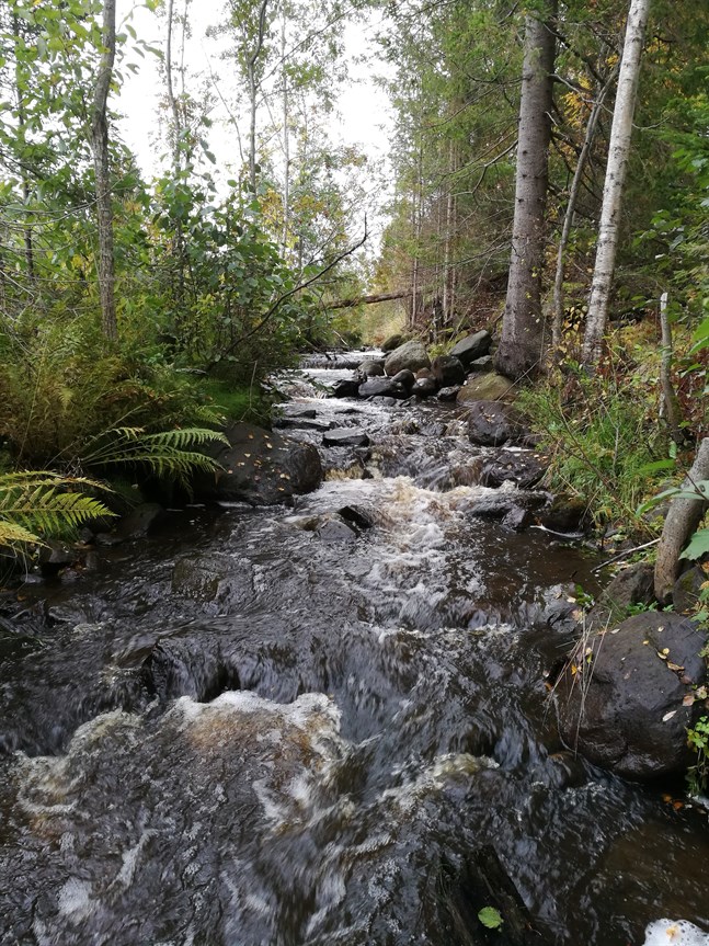 År 2010 gjordes en restaurering av Sågkvarnsforsen i den övre delen av Kainobäcken-Viitavesbäcken.