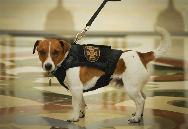 Hunden Patron fick medalj av president Zelenskyj.