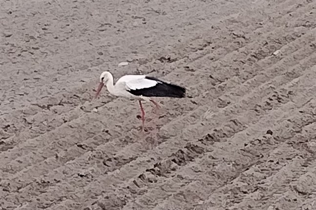 Storken tyckte att den kunde ta ett kvällsmål i Övermark häromkvällen.
