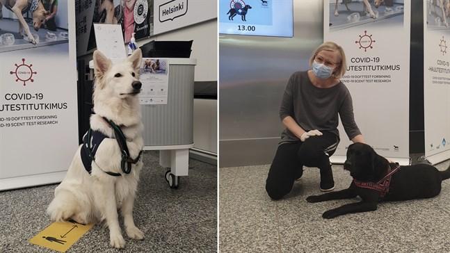 En vallhund och tre labradorer deltog i en studie som visade att hundarna var riktigt bra på att hitta vilka personer som var smittade med covid-19.